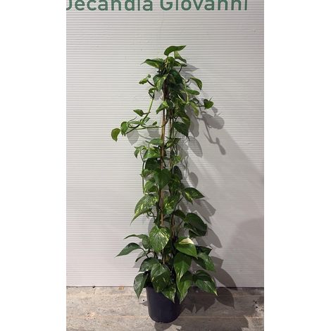 PIANTA DI PHOTOS in vaso 18 (foto reali)