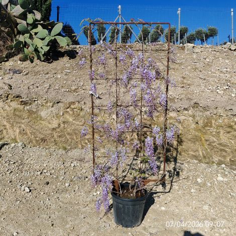 WISTERIA SINENSIS PROLIFIC (Glicine) SPALL.40 (L.75 - H.160) (1/3)