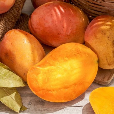 PIANTA DA FRUTTO TROPICALE MANGO KENSINGTON in vaso 20 età 2 anni (foto reali)