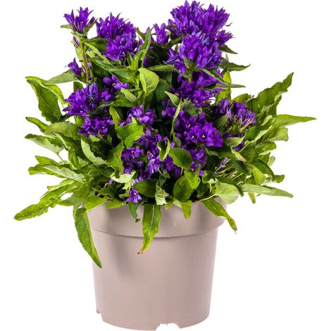 Campanule Agglomérée Genti Blue - Plante Vivace à Fleurs Violettes - Pot Ø19cm - Haut. 30-40cm - PANGIVO (1/4)
