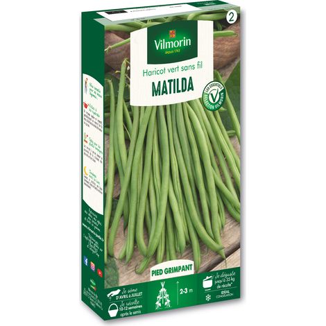 Vilmorin – Haricot mangetout Matilda – Graines précoces – Exposition ensoleillée – Récolte tardive pour souplesse (1/3)