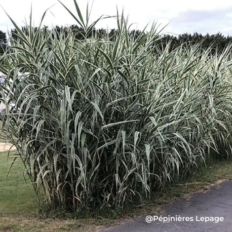 Pépinières Naudet – Canne de Provence 'Variegata' – Plante vivace semi-persistante – Feuillage panaché – Hauteur 90cm – Rustique jusqu'à -10°C