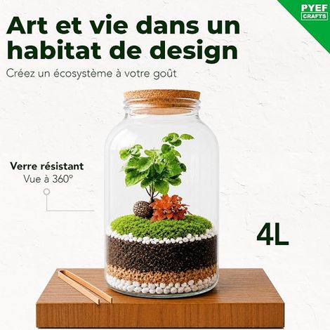 DIY Kit Terrarium Plante XL Verre 4L - Terrarium Verre - Kit DIY A Faire Pousser Jardin - ( (1/3)