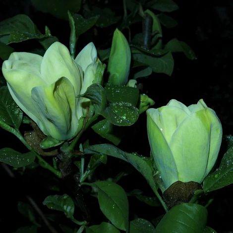 Magnolia Blue Opal/Pot de 5L