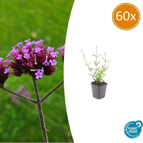 Lot de 60 Verveines de Buenos Aires 'Lollipop' Floraison Violette Compacte H10-25cm Ø9cm - PANGIVO (1/5)