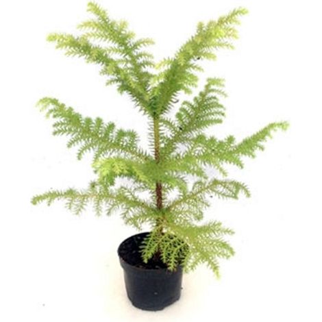 Planta Natural Pino Araucaria Heterophylla. Pino Chileno