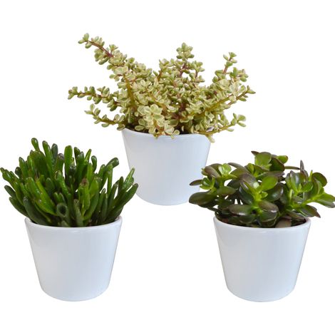Lot de 3 Crassulas Plantes Grasses Variées en Pots Blancs Ø 10,5 cm pour Intérieur - PANGIVO (1/5)