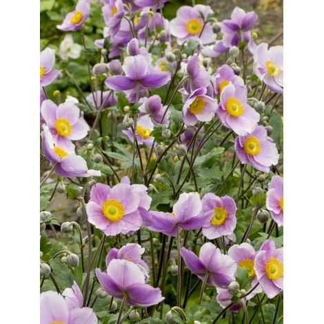 Anémone du Japon 'Regal Swan' Godet de 8/9 cm (1/2)