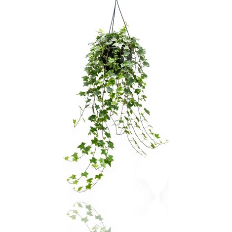 Gardenaria Edera - Hedera helix 'Mint Kolibri' - Pianta da interno ornamentale - Altezza: 50 cm (vaso 19) (1/5)