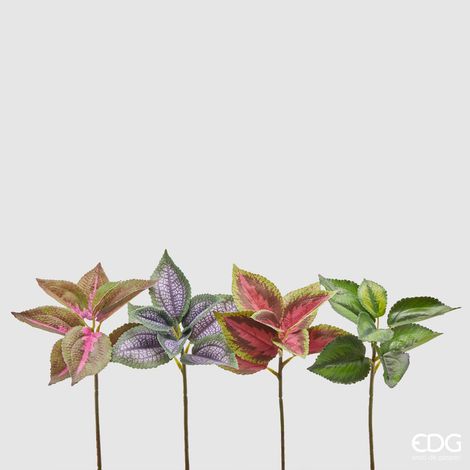 EDG Ramo Coleus Olis Multicolor H 30 cm (1/4)