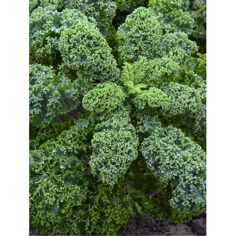 Chou frisé Kale 'Blue Scotch Curled' le sachet de 250 graines (1g)