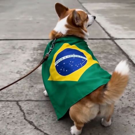 Capes pour animaux de compagnie aux couleurs de la Coupe du Monde 2026, en satin, pour soutenir les fans de football, tailles S/M - Brésil - 90 cm x 90 cm - Lot de 2