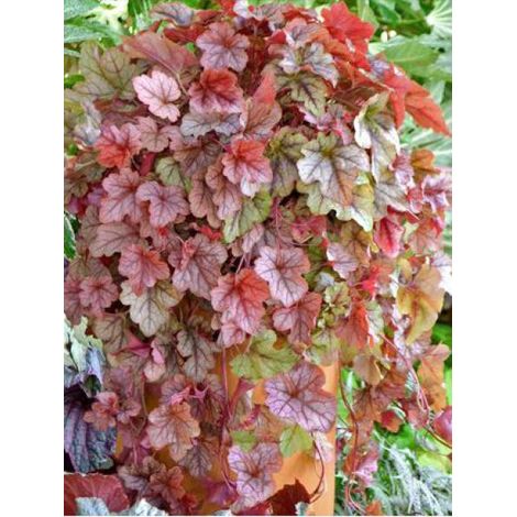 Heucherella 'Copper Cascade' Godet de 8/9 cm (1/3)