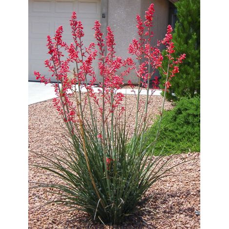 Yucca à fleurs rouges 'Rubra' Pot de 2L/3L