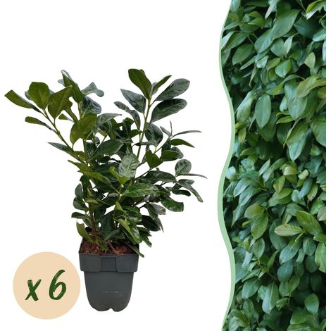 Prunus laurocerasus Etna Plante de Haie Persistant Feuillage Vert Lot de 6 Hauteur 50 cm - PANGIVO (1/5)