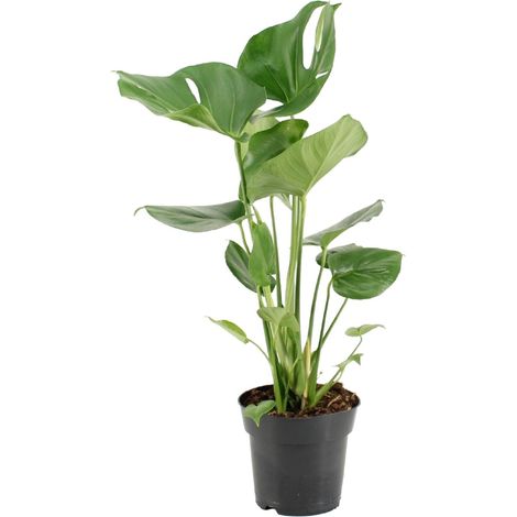 Monstera Deliciosa Plante d'Intérieur Verte Plante Gruyère Décorative Pot Ø17 cm Hauteur 60 cm - PANGIVO (1/4)