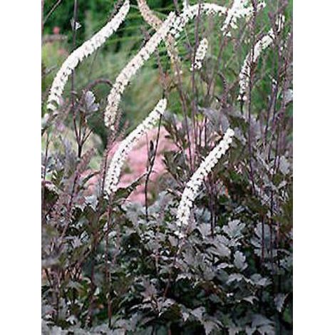 Bugbane 'Black Negligee' Godet de 8/9 cm (1/4)