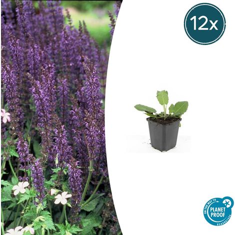 Lot de 12 Sauges des bois Salvia nemorosa Mainacht Floraison Bleue Hauteur 10-25cm Pot Ø 9cm - PANGIVO (1/5)
