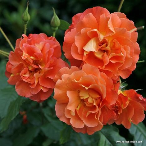 Rosier grimpant Kordes - Rosa 'Westerland' - Plant-o-fix 20-30 cm (1/3)