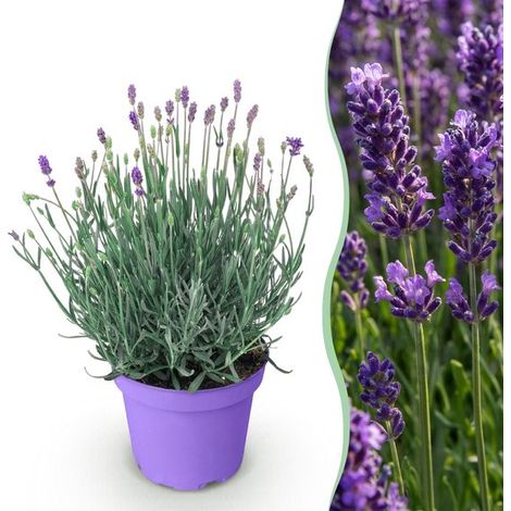Green boutiQ - Plante de jardin - Lavandula angustifolia Munstead - Lavande - Résistante au froid - Violette - 1 plante - Pot de 12 cm - Hauteur 15-25 cm (1/5)