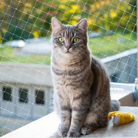 Filet pour chat pour balcon - 10 x 3 m - Sans perçage - Résistant aux UV et à la déchirure - Filet de balcon en nylon transparent pour chats (kit de fixation inclus) - Filet de protection (1/5)