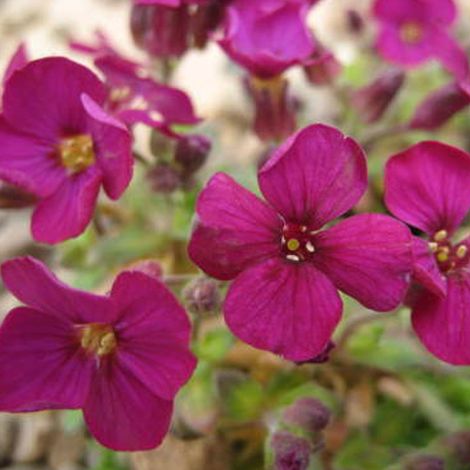 4 x Aubriète  - Aubrieta 'Bressingham Red'  - godet 9x9 cm (1/5)