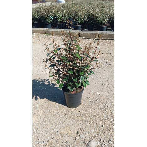 ELEAGNUS EBBINGEI COMPACTA CESP.24 (1/4)