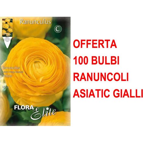 OFFERTA 100 BULBI RANUNCOLO ASIATIC YELLOW