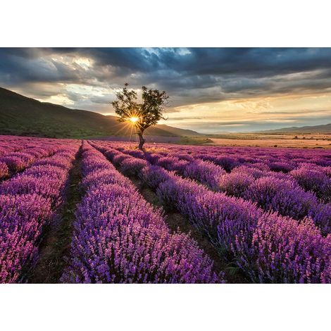 Tableau été paysage du sud pour couloir | Tableau violet champ de lavande pour salon | Tableau sur toile à fleurs pour salle de bain 0,7 x 0,5 m (1/2)