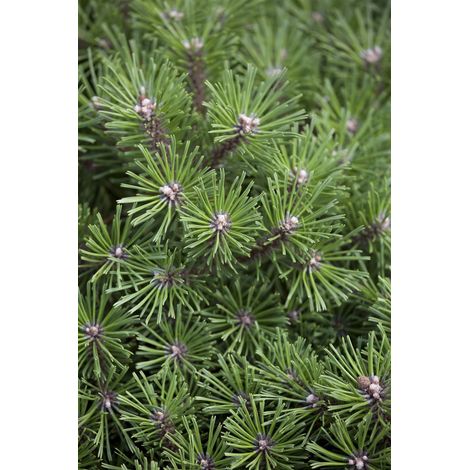 Berg-Kiefer 'Benjamin' Pinus mugo 'Benjamin' P 1,5 12- 15