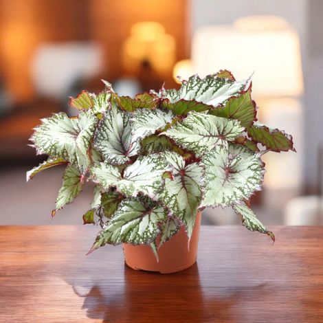 Gardenaria Begonia rex 'Asian tundra' - Pianta da interno ornamentale - Altezza: 22 cm (vaso 12) (1/5)