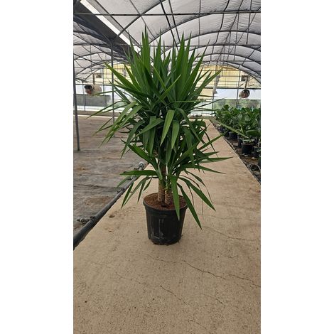 YUCCA ELEPHANTIPES MULTITRONC 40