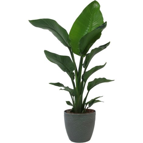Strelitzia Nicolai con Vaso in Ceramica Scottish Moss - Uccello del Paradiso - Pianta Vera da Interno - H 75-90 cm Vaso Ø 19 cm (1/4)