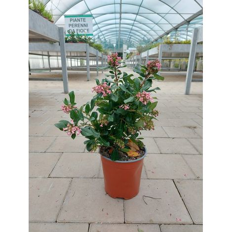 Escallonia Donard Radiance (1/2)