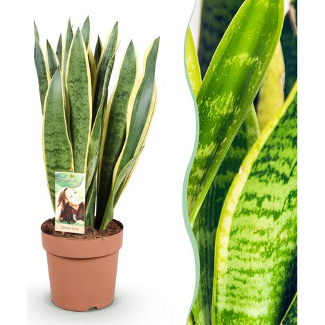 Sansevieria Laurentii Plante d'Intérieur Langue de Belle-mère Vert Jaune Pot 21cm 70-80cm - PANGIVO (1/5)
