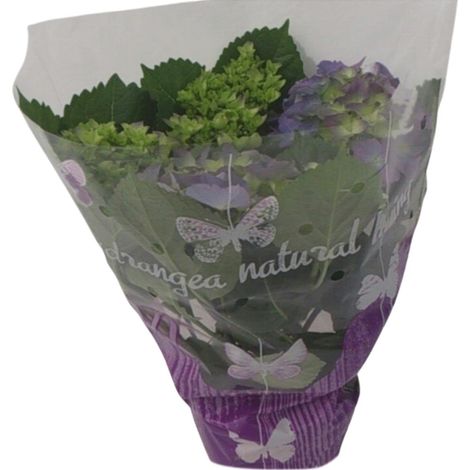 Hortensia Bleu Plante d'Intérieur et d'Ombre Pot Ø14 cm Hauteur 35 cm Floraison Longue - PANGIVO (1/4)