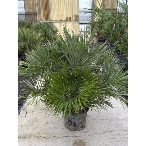 CHAMAEROPS HUMILIS VASO 40 MULTITRONCO H TR.20/30