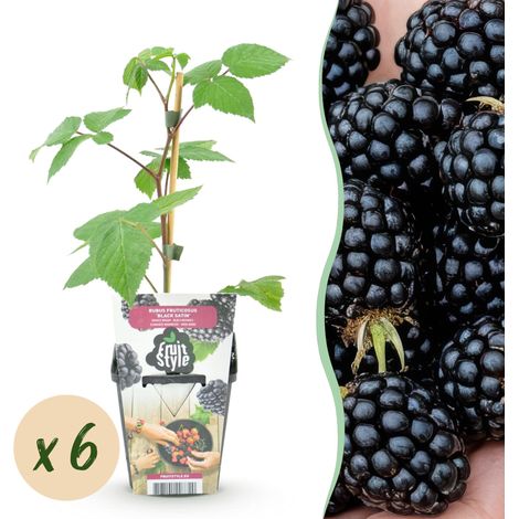 Mûrier Rubus Black Satin Lot de 6 Plantes à Fruits Mûres Noires Rustiques en Pot de 9 cm - PANGIVO (1/5)