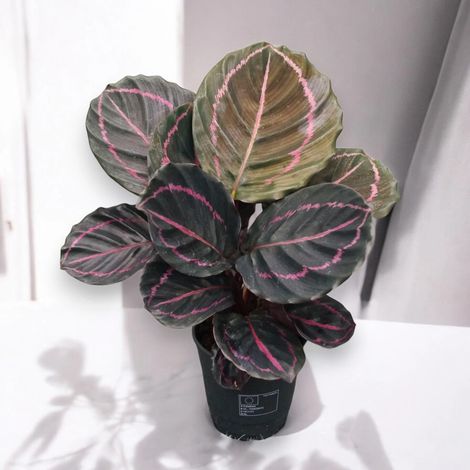 Gardenaria Calathea roseopicta 'Dottie' - Pianta da interno ornamentale - Altezza: 35 cm (vaso 12) (1/5)
