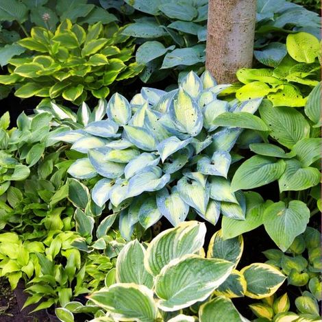 Hosta d'extérieur - Plante de jardin - Lot de 5 - Multicolore - Plante de jardin pour l'extérieur (1/5)