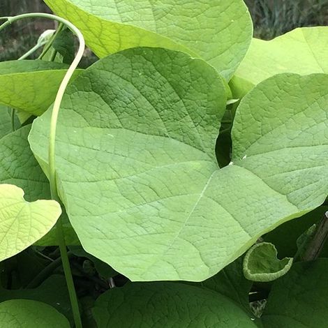 Pipe Allemande - Aristolochia macrophylla - 50-60 cm pot (1/4)