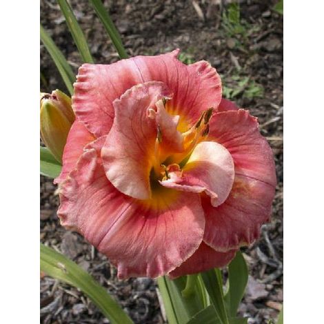 Lis d'un jour, Hémérocalle 'Rose Corsage' Pot de 1L/1,5L (1/2)