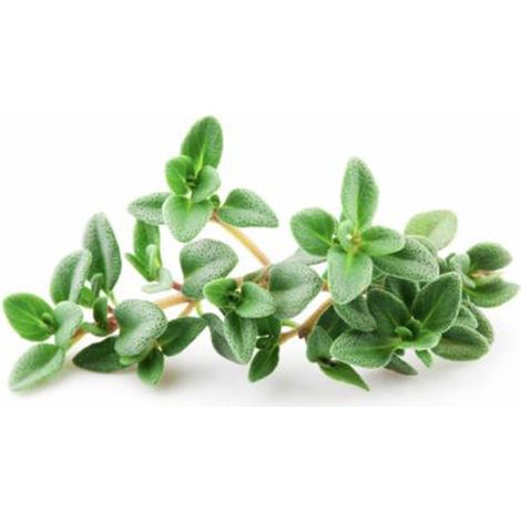 Semi di timo pianta aromatica per orto e giardino (1/2)