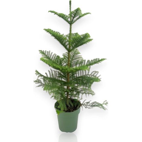 Gardenaria Araucaria - Pianta da interno ornamentale - Altezza: 100 cm (vaso 21) (1/5)