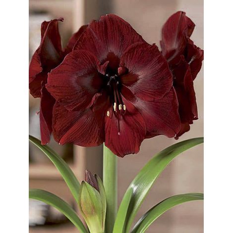 Amaryllis 'Grand Diva' Bulbe calibre 26/28