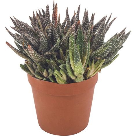 Aloe x haworthia papillosa - Aloe ibrida - vaso 12 cm