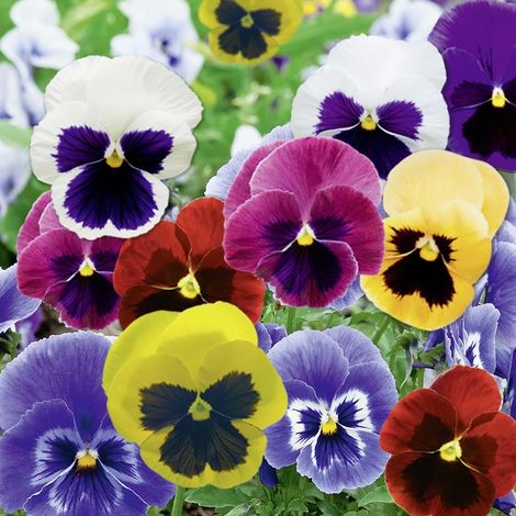 VIOLA CORNUTA COLORI ASSORTITI IN CIOTOLA 23CM