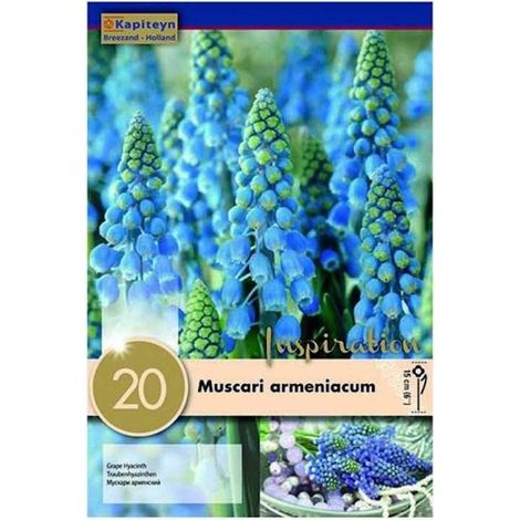 Bulbi Autunnali di Muscari Armeniacum confezione da 20 pz (1/2)