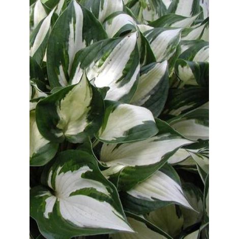 Hosta  'Fire And Ice' Godet de 8/9 cm (1/2)