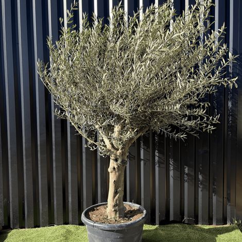 Olivier Europaea Tronc De 40/60 Cm De Diamètre Pot 100 Litres (1/3)